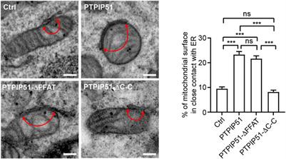 The PTPIP51 coiled-coil domain is important in VAPB binding, formation of ER-mitochondria contacts and IP3 receptor delivery of Ca2+ to mitochondria